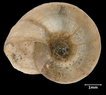 Media type: image;   Malacology 17343 Aspect: basal